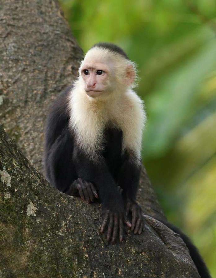 Four Monkeys Eco Lodge Jungle & Beach - The House Cabo Matapalo Экстерьер фото